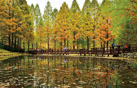 長泰山休養林